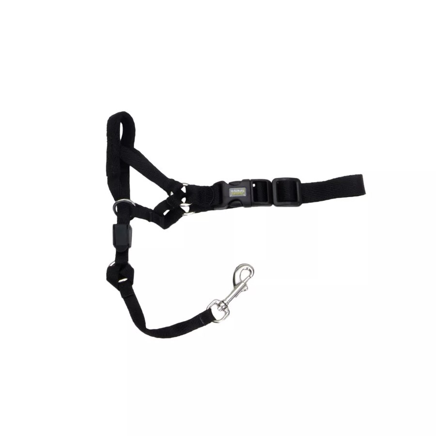Dog halter training discount
