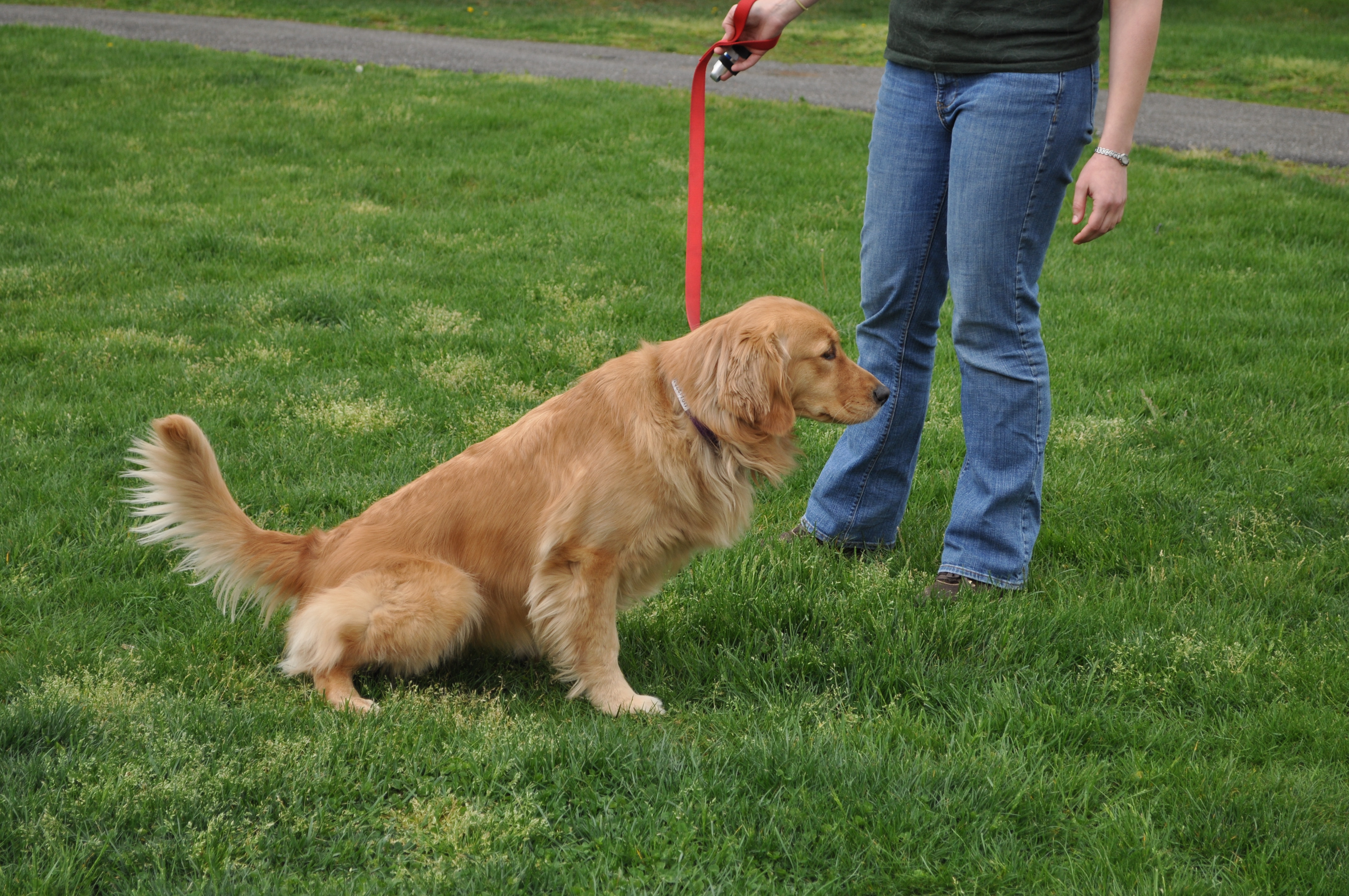 Dog Peeing Train Your Dog to Pee in the Yard PetCareRx