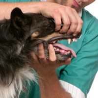 How to Give Oral Medications for Pets | PetCareRx