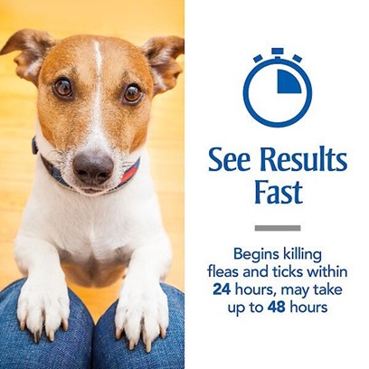 PetArmor for Dogs Stops Fleas & Ticks in Dogs | PetCareRx