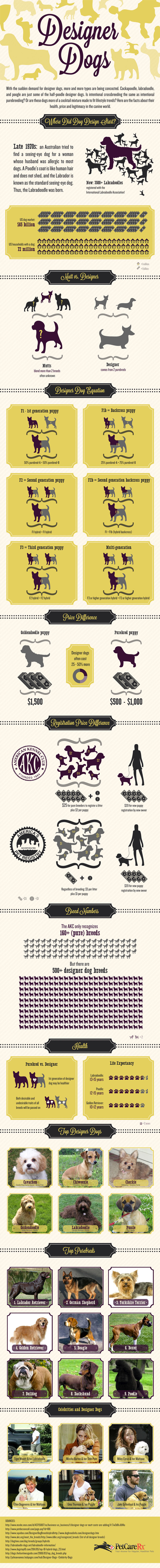 designer dog info graphic